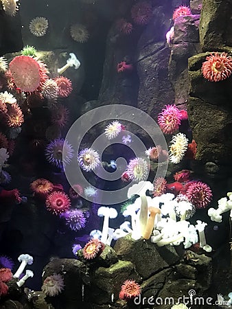 Sea anemones at Ripley`s Aquarium of Canada Stock Photo