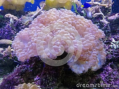 Sea anemones are a group of marine, predatory animals of the order Actiniaria. Stock Photo