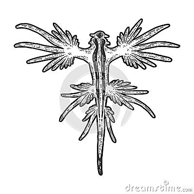 Sea animal. Glaucus atlanticus. Sketch scratch board imitation. Black and white. Vector Illustration