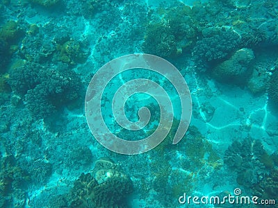 Sea animals and plants. Blue oceanic landscape underwater photo. Stock Photo