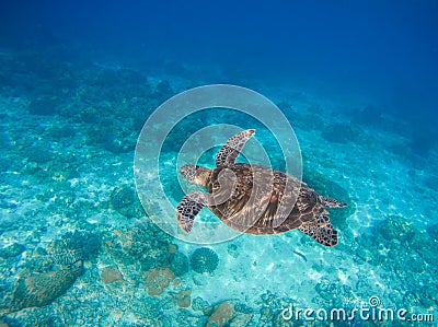 Sea animals and plants. Oceanic environment underwater photo. Sea bottom with sand and coral reef formation Stock Photo