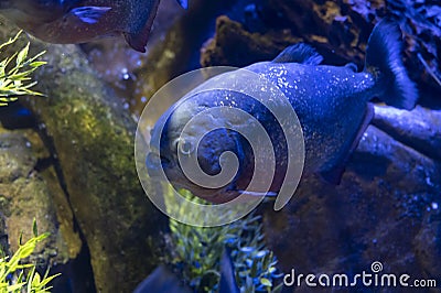 Sea aquarium with salt water and differenet colorful coral reef fish, red bellied piranha Stock Photo