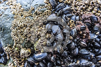 Sea barnacles and mussels Stock Photo