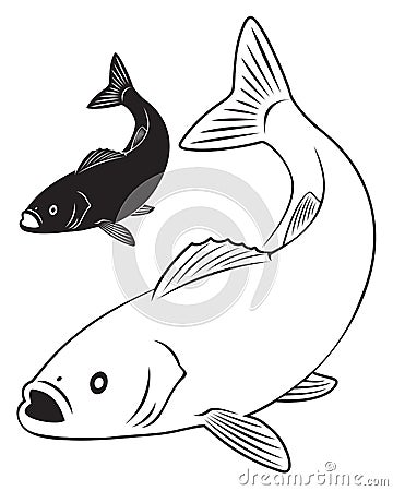 Sea bass Vector Illustration