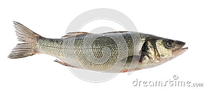 Sea bass fish isolated without shadow Stock Photo