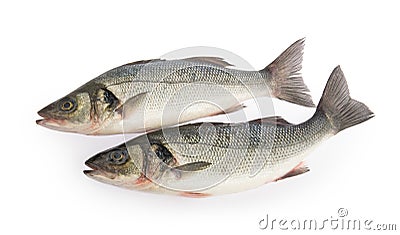 Sea bass fish isolated without shadow on white background Stock Photo