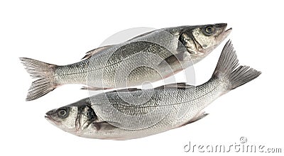 Sea bass fish isolated without shadow on white background Stock Photo