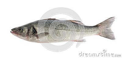 Sea bass fish isolated on white background Stock Photo