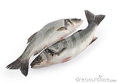 Sea bass fish isolated on white background Stock Photo