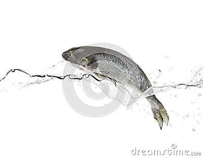 Sea bass fish Stock Photo