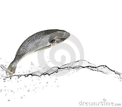 Sea bass fish Stock Photo