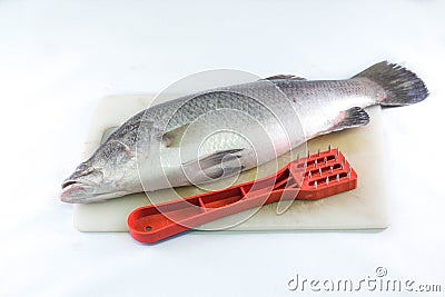 Sea bass and fish scaler on a cutting board. Stock Photo