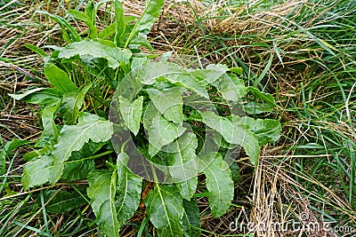 Sea beet Stock Photo