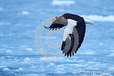 Sea bird on the ice. Japan eagle in winter. Steller's sea eagle, bird with white snow, Hokkaido, Japan. Stock Photo