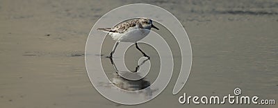 Sea Bird Running through Water Stock Photo