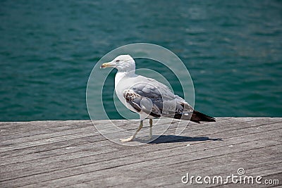 Sea bird seagull Stock Photo