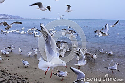 Sea birds commotion Stock Photo