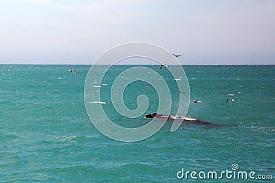 Sea birds flying above a Southern right whale in South Africa Stock Photo