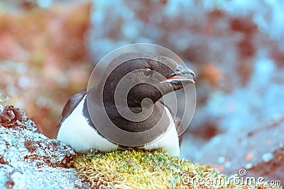 Little auk special subspecies Stock Photo