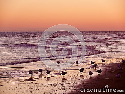 Sea birds at Sunset Stock Photo