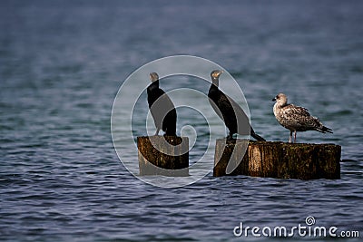 3 sea birds at baltic sea Stock Photo