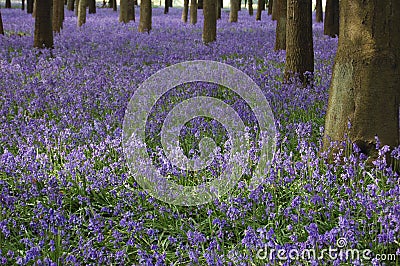 Sea of bluebells Stock Photo