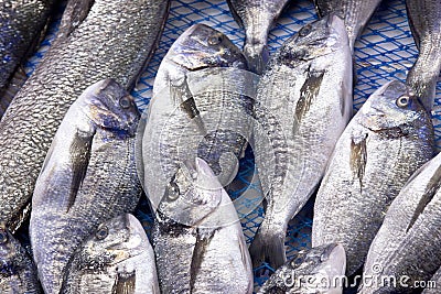 Sea bream Stock Photo