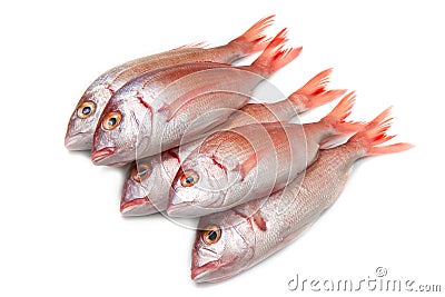 Sea bream Stock Photo