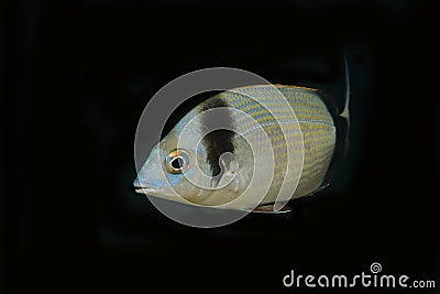 Sea Bream underwater with black background Stock Photo