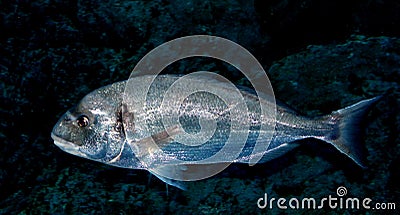 Sea bream fish in under the blue water Stock Photo