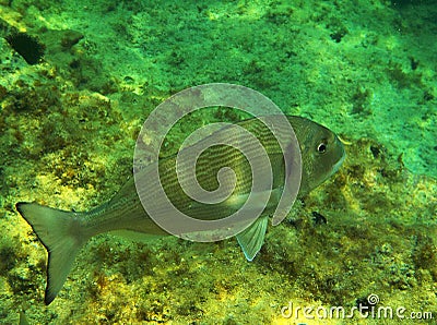 Sea bream fish Stock Photo