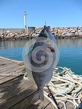 sea bream fishing on the pontoons Stock Photo