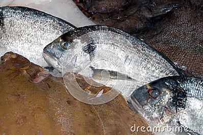 Sea Bream On Fishmonger`s Slab Stock Photo
