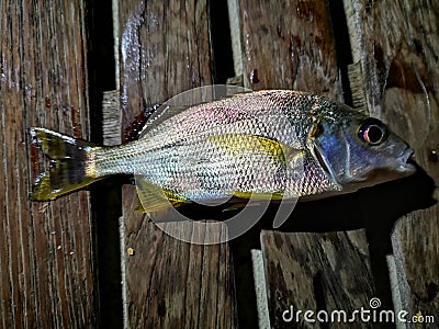 Sea Bream Stock Photo