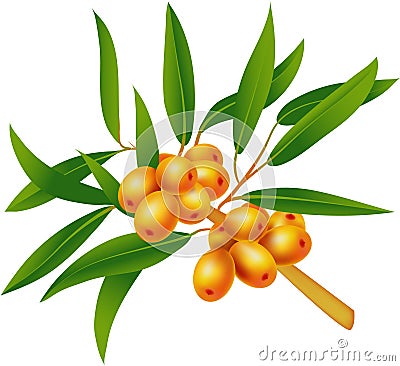 Sea-buckthorn berries. Vector Illustration