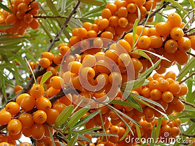 Sea buckthorn berries Stock Photo