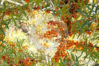 Sea-buckthorn berries background Stock Photo