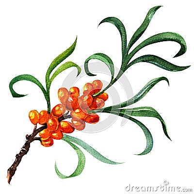 Sea buckthorn berries branch isolated on the white Stock Photo