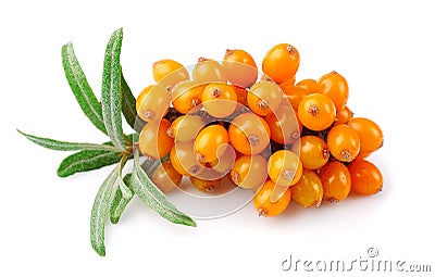 Sea buckthorn berries branch Stock Photo