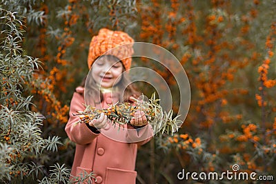 Sea-buckthorn berries in focus on the hands of a cute girl in an orange hat and a brown coat. child holds branches with berries. Stock Photo