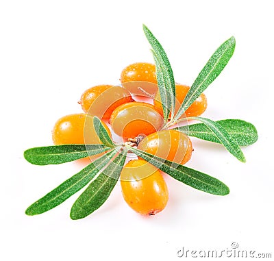 Sea buckthorn berries isolated on the white Stock Photo