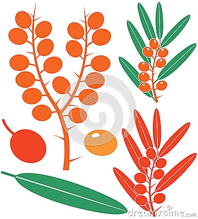 Sea-buckthorn berries Vector Illustration