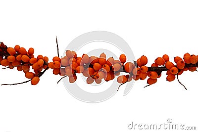 Sea-Buckthorn branch Stock Photo