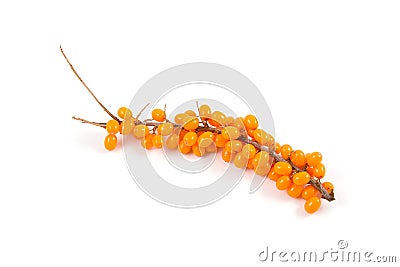 Sea buckthorn branch with berries Stock Photo