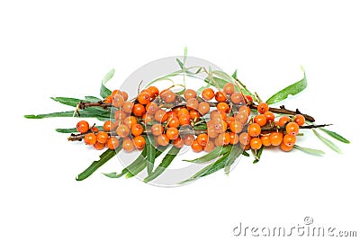 Sea buckthorn branch with berries Stock Photo