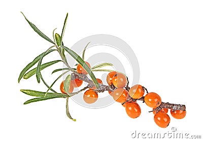 Sea buckthorn branch with berries isolated on white background. Hippophae rhamnoides Stock Photo