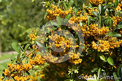 Sea buckthorn branch, close-up (Hippophae rhamnoides) Stock Photo