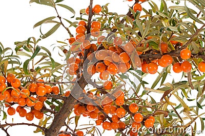 Sea-buckthorn branch isolated Stock Photo