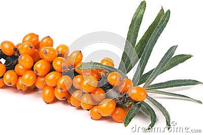 Sea buckthorn branch with leaves isolated on white background Stock Photo