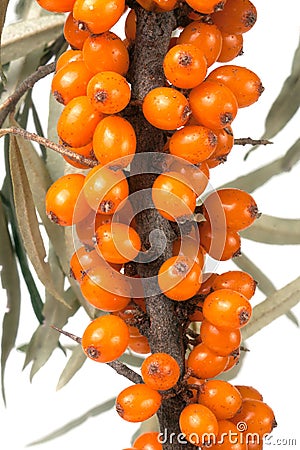 Sea buckthorn branch with leaves isolated on white background Stock Photo